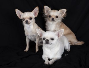 Chihuahua Chihuahua