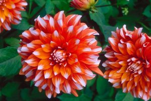 Dahlia Dahlia
