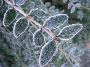 Frost Frost