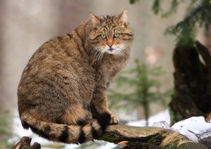 Les Chats sauvages Les Chats sauvages