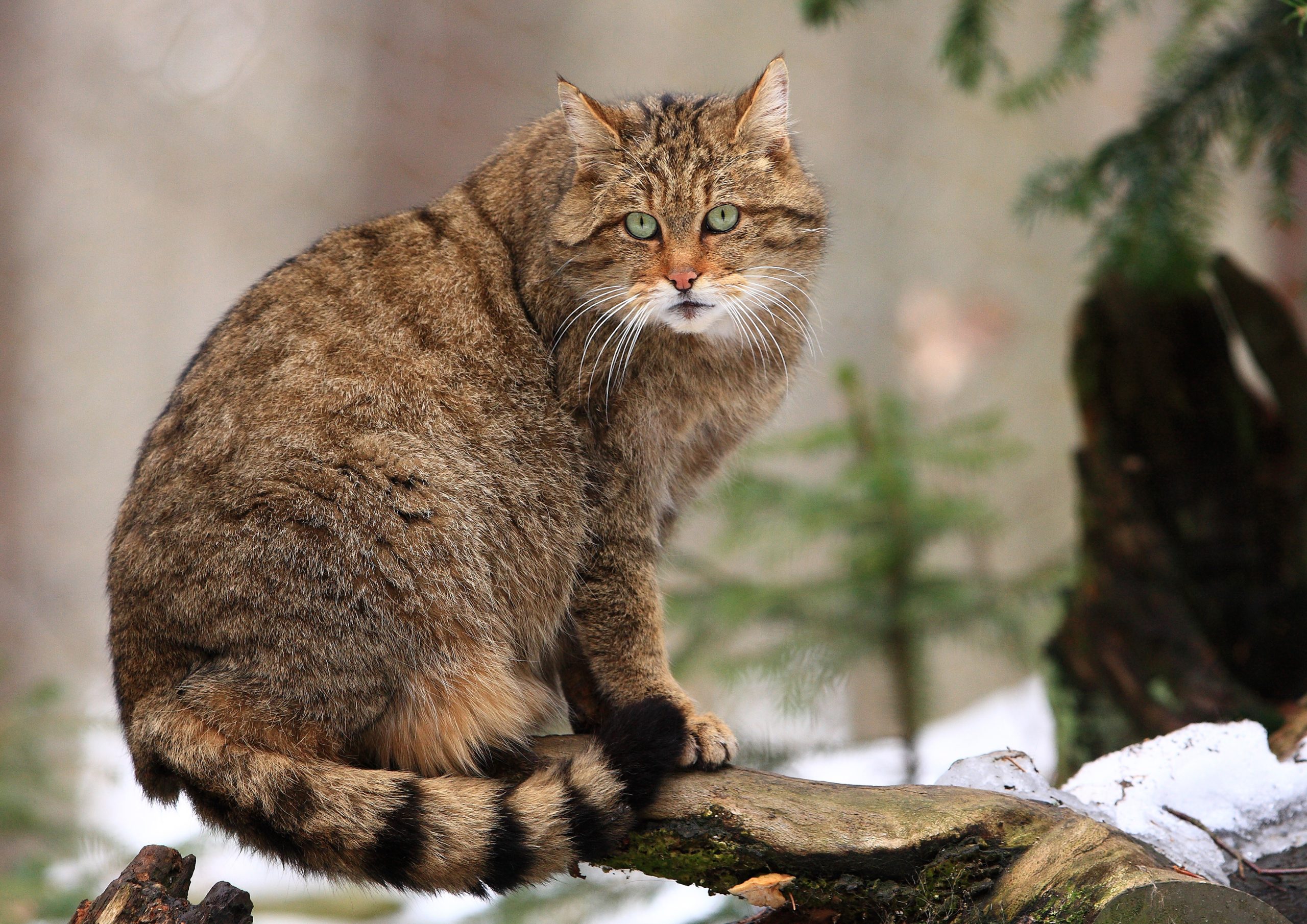 Les chats sauvages