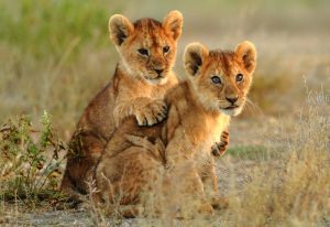Les Lionceaux Les Lionceaux