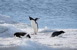 Les Pingouins Les Pingouins