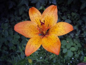 Lilium Lilium