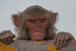 Rhesus Rhesus